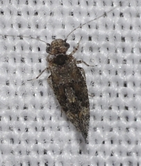 Myopsocus eatoni