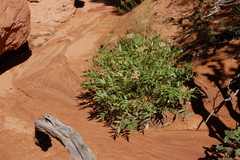 Lomatium latilobum