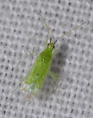 Macrolophus pygmaeus