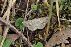 Taxeotis perlinearia