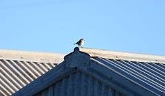 Aphelocephala leucopsis