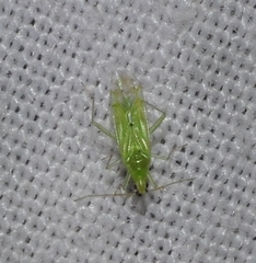 Macrolophus pygmaeus