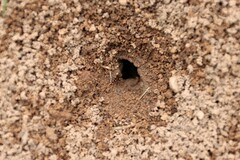 Aphaenogaster longiceps