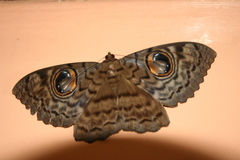 Erebus macrops