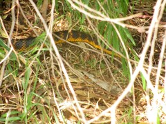 Notechis scutatus occidentalis