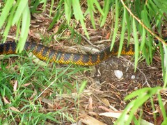 Notechis scutatus occidentalis