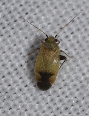 Glaucopterum deserticola