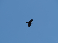 Corvus coronoides