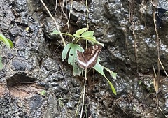Tanaecia iapis