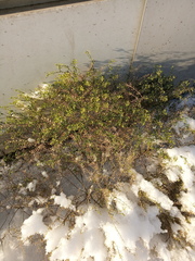 Lepidium ruderale