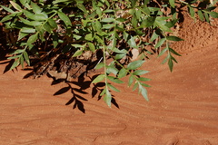 Lomatium latilobum