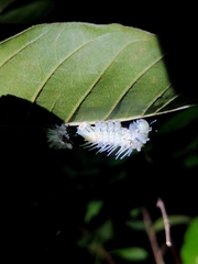 Attacus taprobanis