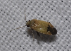 Glaucopterum deserticola