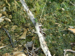Erpetogomphus crotalinus