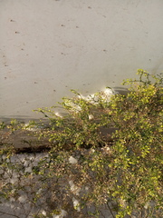 Lepidium ruderale