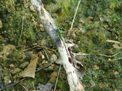Erpetogomphus crotalinus