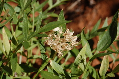 Lomatium latilobum