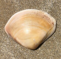 Austromactra rufescens