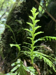 Notogrammitis heterophylla