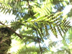 Notogrammitis heterophylla