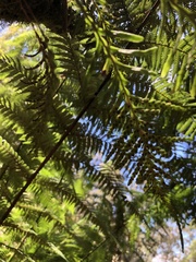 Notogrammitis heterophylla