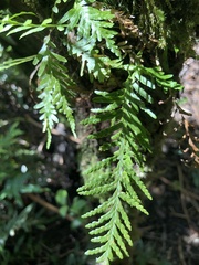 Notogrammitis heterophylla