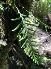 Notogrammitis heterophylla