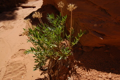 Lomatium latilobum