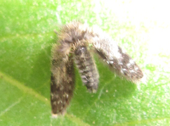 Psychodidae