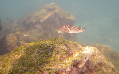 Sphoeroides annulatus