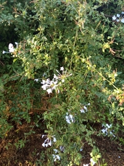 Plumbago auriculata