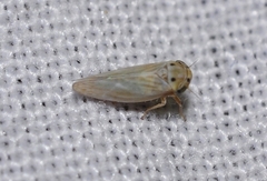 Austroagallia sinuata