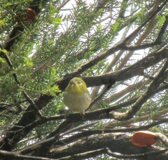 Zosterops lateralis chloronotus
