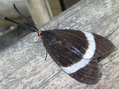 Pidorus