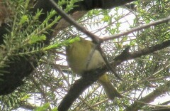 Zosterops lateralis chloronotus