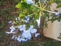 Plumbago auriculata