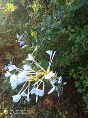 Plumbago auriculata