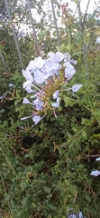 Plumbago auriculata