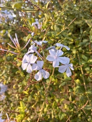 Plumbago auriculata