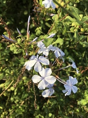 Plumbago auriculata