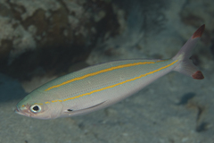 Pterocaesio digramma