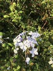 Plumbago auriculata