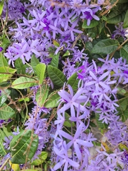 Petrea volubilis