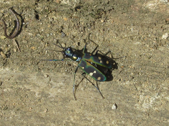 Cosmodela separata