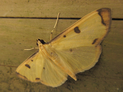 Uncobotyodes patulalis