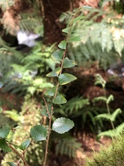 Nothofagus cunninghamii