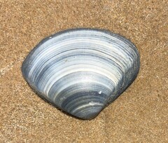 Austromactra rufescens