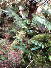 Nothofagus cunninghamii