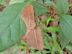 Mycalesis janardana