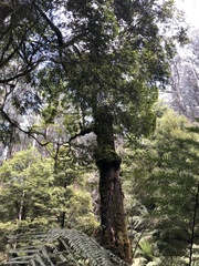 Nothofagus cunninghamii